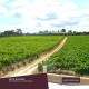 Quinta de Linhares PACK Vinhos Verdes 6 X 750ml