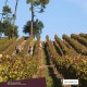 COLINAS Reserva Red Wine 2011
