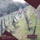 Pata D`Urso White Wine Old Grape Varieties 2019