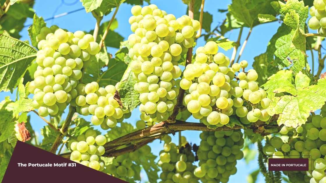 white grape varieties